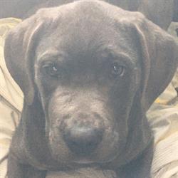 Dogstar Doggie Playcare