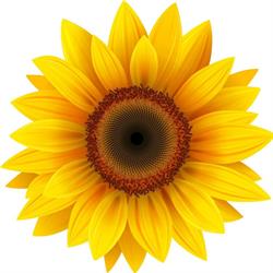 The Flower Market Waterdown