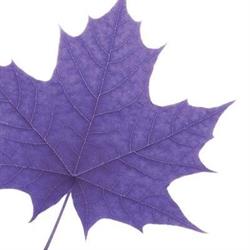 Laurier Faculty of Social Work Professional Development