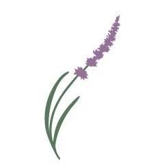 Lavender and Black Aromatic Fields