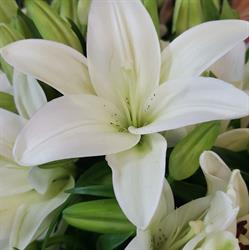 Deb's Flowers