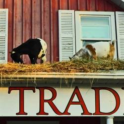 Loyalist Trading Co