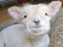Millstone Farm & Organics