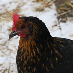 Backwoods Farm