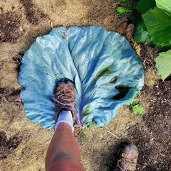 Homestead Harvest