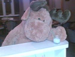 The Moose Cave