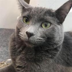 Petland Emerald Hills