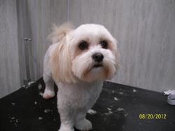 Furget Me Knots Grooming