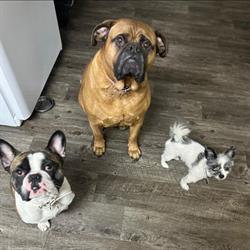 Pet Valu