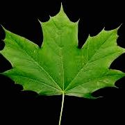 Maplebranch Property Management Ltd