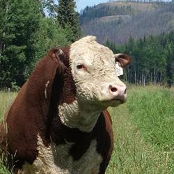 Copper T Ranch
