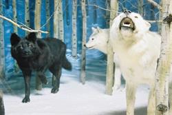 Kluane Museum of History