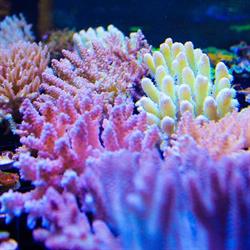 Fragbox Corals