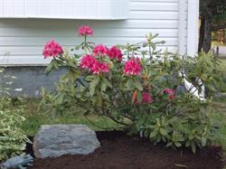 Hutt's Natural Stone