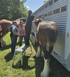 Ontario Clydesdale Club