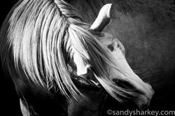Marlborough Mustangs