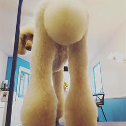 Purrfect Clips Pet Grooming