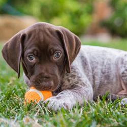 Lakeland Animal Care Group