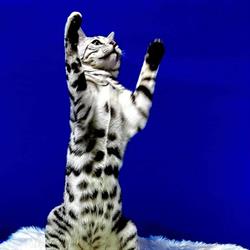 MY BENGAL DREAM
