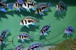 Chrissy's Fishies Tropical Fish Sales & Supplies