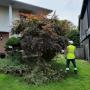 tree and shrub maintenance
https://naturewithus.com/ tree and shrub maintenance
https://naturewithus.com/