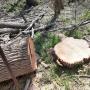 tree removal
https://naturewithus.com/ tree removal
https://naturewithus.com/