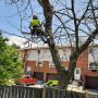 branch removal
https://naturewithus.com/ branch removal
https://naturewithus.com/