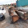 tree removal
https://naturewithus.com/ tree removal
https://naturewithus.com/