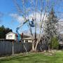 tree trimming
https://naturewithus.com/ tree trimming
https://naturewithus.com/