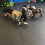 Puppy Training, Exploration & Socialization
*PupFIT-Foundations™
*Puppy Play
*Tiny Time Puppy Training, Exploration & Socialization
*PupFIT-Foundations™
*Puppy Play
*Tiny Time