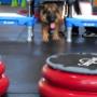 JUST THE DOG provides physical conditioning, mental stimulation, limb-awareness, confidence-building, strengthens the human-canine bon?d, AND can be used as a great cross-training program for dogs involved in various sports or specialty classes. JUST THE DOG provides physical conditioning, mental stimulation, limb-awareness, confidence-building, strengthens the human-canine bon?d, AND can be used as a great cross-training program for dogs involved in various sports or specialty classes.