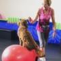 Bow Wow Bootcamp®
An all-over, pawfect +R conditioning program for you and your pooch.
This human-canine fitness class combines strength, agility and cardio with basic manners, impulse control and a bonding opportunity for you and your dog! Bow Wow Bootcamp®
An all-over, pawfect +R conditioning program for you and your pooch.
This human-canine fitness class combines strength, agility and cardio with basic manners, impulse control and a bonding opportunity for you and your dog!