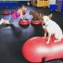 Bow Wow Bootcamp®
An all-over, pawfect +R conditioning program for you and your pooch.
This human-canine fitness class combines strength, agility and cardio with basic manners, impulse control and a bonding opportunity for you and your dog! Bow Wow Bootcamp®
An all-over, pawfect +R conditioning program for you and your pooch.
This human-canine fitness class combines strength, agility and cardio with basic manners, impulse control and a bonding opportunity for you and your dog!