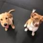 Puppy Training, Exploration & Socialization
*PupFIT-Foundations™
*Puppy Play
*Tiny Time Puppy Training, Exploration & Socialization
*PupFIT-Foundations™
*Puppy Play
*Tiny Time