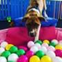 Puppy Training, Exploration & Socialization
*PupFIT-Foundations™
*Puppy Play
*Tiny Time Puppy Training, Exploration & Socialization
*PupFIT-Foundations™
*Puppy Play
*Tiny Time