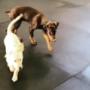 Puppy Training, Exploration & Socialization
*PupFIT-Foundations™
*Puppy Play
*Tiny Time Puppy Training, Exploration & Socialization
*PupFIT-Foundations™
*Puppy Play
*Tiny Time
