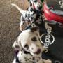 Puppy Training, Exploration & Socialization
*PupFIT-Foundations™
*Puppy Play
*Tiny Time Puppy Training, Exploration & Socialization
*PupFIT-Foundations™
*Puppy Play
*Tiny Time