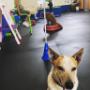 Bow Wow Bootcamp®
An all-over, pawfect +R conditioning program for you and your pooch.
This human-canine fitness class combines strength, agility and cardio with basic manners, impulse control and a bonding opportunity for you and your dog! Bow Wow Bootcamp®
An all-over, pawfect +R conditioning program for you and your pooch.
This human-canine fitness class combines strength, agility and cardio with basic manners, impulse control and a bonding opportunity for you and your dog!