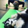 Bow Wow Bootcamp®
An all-over, pawfect +R conditioning program for you and your pooch.
This human-canine fitness class combines strength, agility and cardio with basic manners, impulse control and a bonding opportunity for you and your dog! Bow Wow Bootcamp®
An all-over, pawfect +R conditioning program for you and your pooch.
This human-canine fitness class combines strength, agility and cardio with basic manners, impulse control and a bonding opportunity for you and your dog!