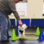 FIT-Foundations™ is the pawfect blend of Manners, Fitness, Tricks & Fun for you and your canine companion!
By incorporating physical activity with manners training, you can help improve your dog's physical health and their behaviour at the same time! FIT-Foundations™ is the pawfect blend of Manners, Fitness, Tricks & Fun for you and your canine companion!
By incorporating physical activity with manners training, you can help improve your dog's physical health and their behaviour at the same time!