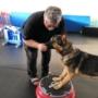 FIT-Foundations™ is the pawfect blend of Manners, Fitness, Tricks & Fun for you and your canine companion!
By incorporating physical activity with manners training, you can help improve your dog's physical health and their behaviour at the same time! FIT-Foundations™ is the pawfect blend of Manners, Fitness, Tricks & Fun for you and your canine companion!
By incorporating physical activity with manners training, you can help improve your dog's physical health and their behaviour at the same time!