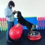 JUST THE DOG provides physical conditioning, mental stimulation, limb-awareness, confidence-building, strengthens the human-canine bon?d, AND can be used as a great cross-training program for dogs involved in various sports or specialty classes. JUST THE DOG provides physical conditioning, mental stimulation, limb-awareness, confidence-building, strengthens the human-canine bon?d, AND can be used as a great cross-training program for dogs involved in various sports or specialty classes.
