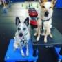 JUST THE DOG provides physical conditioning, mental stimulation, limb-awareness, confidence-building, strengthens the human-canine bon?d, AND can be used as a great cross-training program for dogs involved in various sports or specialty classes. JUST THE DOG provides physical conditioning, mental stimulation, limb-awareness, confidence-building, strengthens the human-canine bon?d, AND can be used as a great cross-training program for dogs involved in various sports or specialty classes.