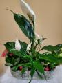 Pure-Peace-Lily-Love