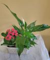 Stone-Peace-Lilly-Planter