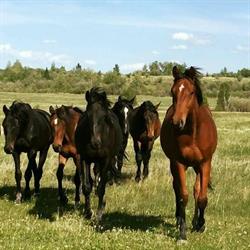 TMAC Eventing & Sport Horses