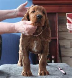 Mythen Irish Setters