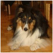 R&H Shelties & Pet Grooming