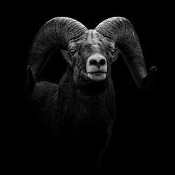 Bighorn Accounting Ltd.