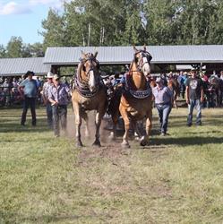 Triple D Draft Horses